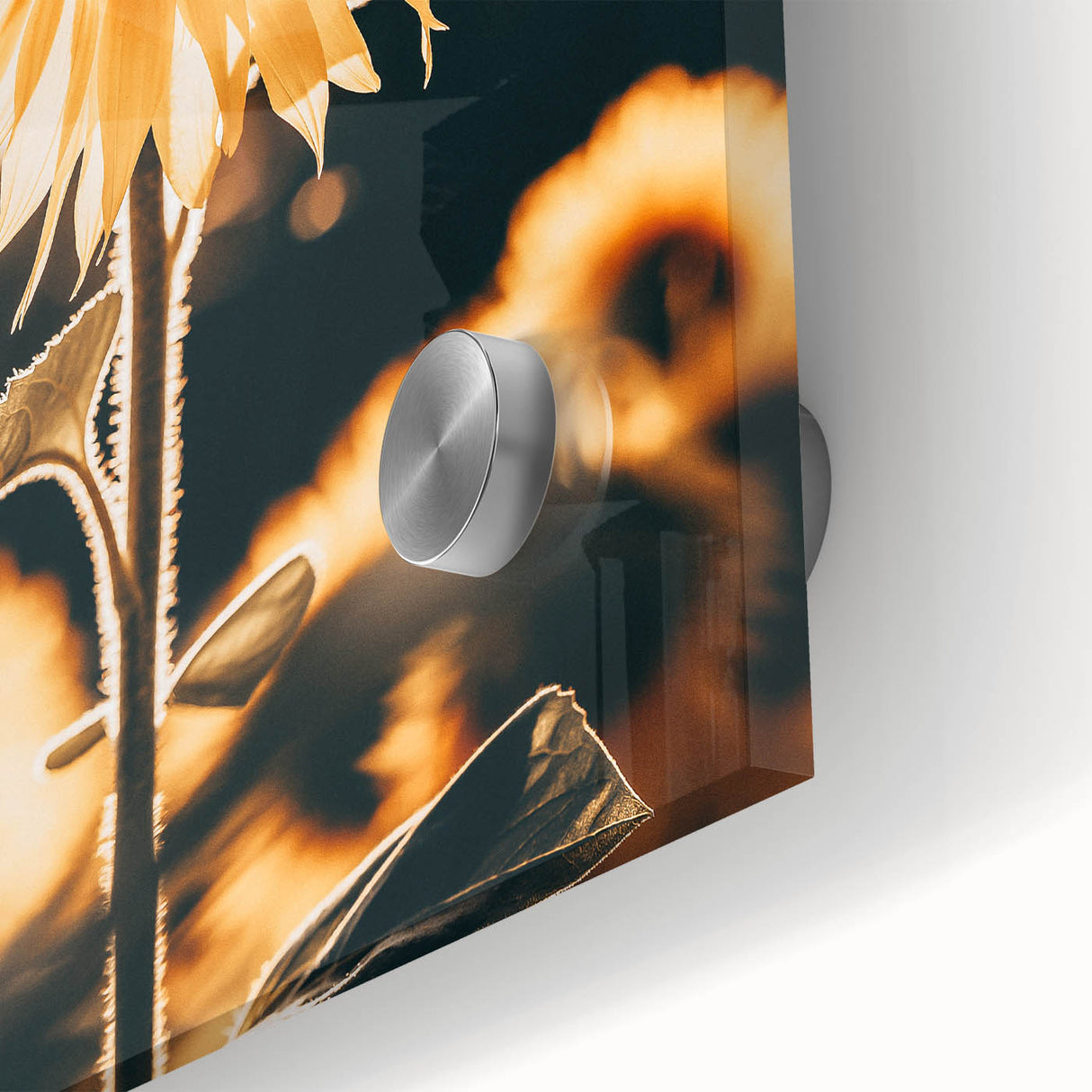 Farmhouse Wall Art Sunflower in Sunlight | Rustic Country Decor