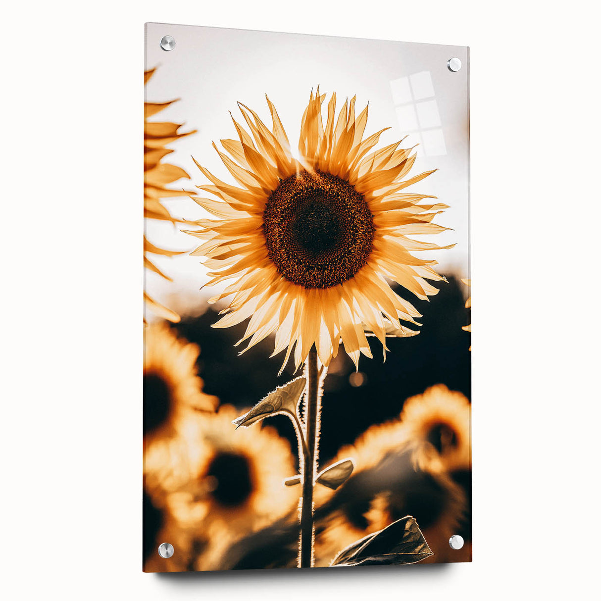 Farmhouse Wall Art Sunflower in Sunlight | Rustic Country Decor