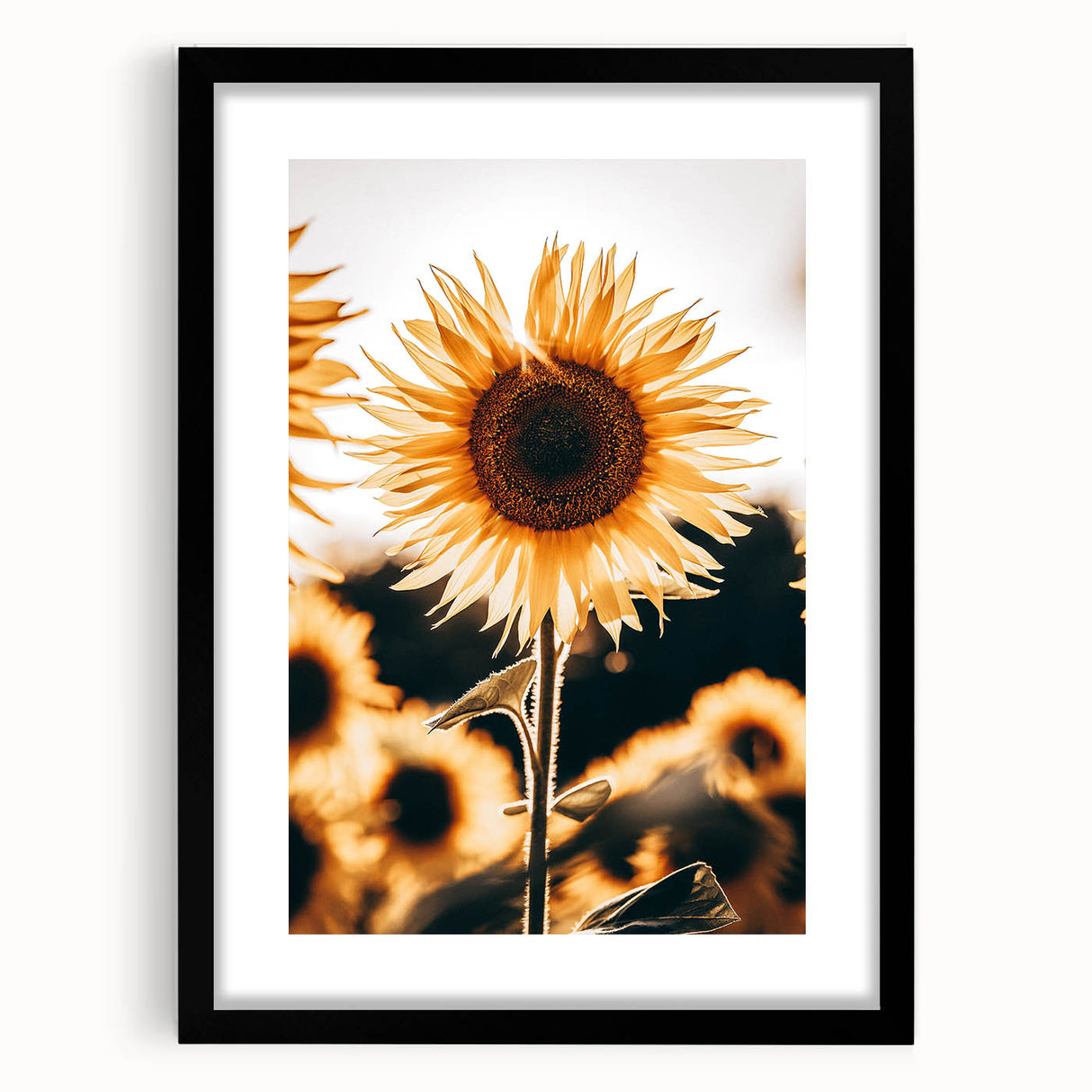 Farmhouse Wall Art Sunflower in Sunlight | Rustic Country Decor