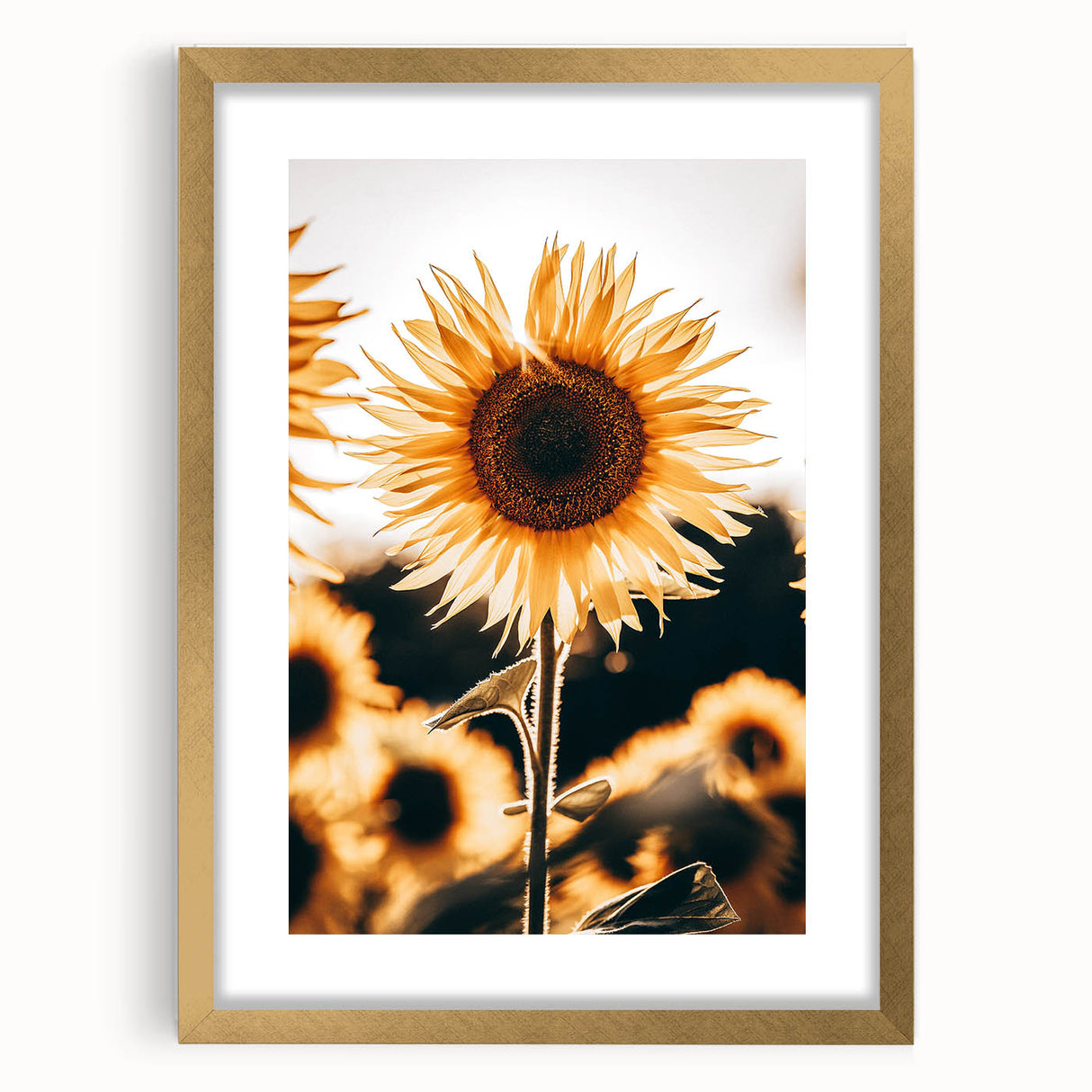 Farmhouse Wall Art Sunflower in Sunlight | Rustic Country Decor