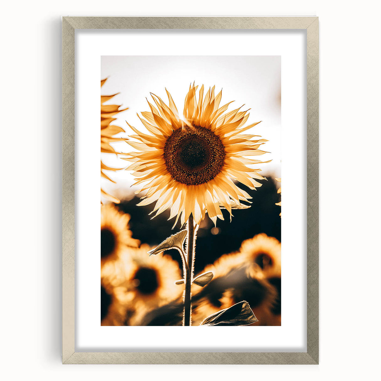 Farmhouse Wall Art Sunflower in Sunlight | Rustic Country Decor