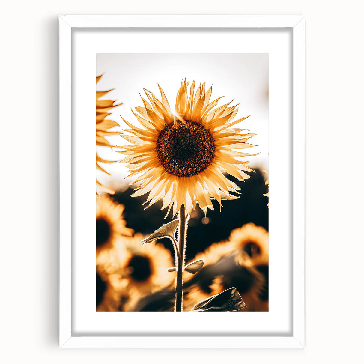 Farmhouse Wall Art Sunflower in Sunlight | Rustic Country Decor