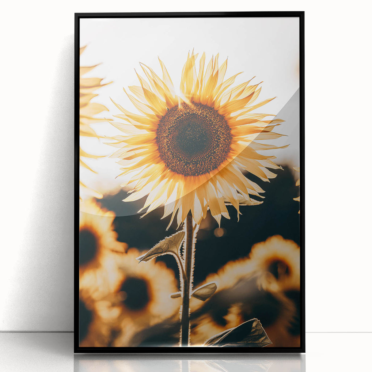 Farmhouse Wall Art Sunflower in Sunlight | Rustic Country Decor