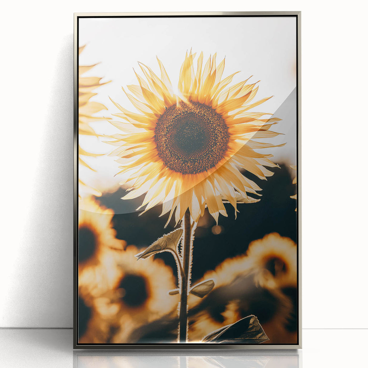 Farmhouse Wall Art Sunflower in Sunlight | Rustic Country Decor