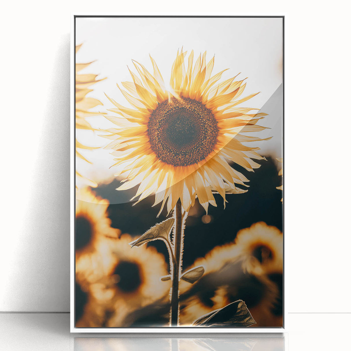 Farmhouse Wall Art Sunflower in Sunlight | Rustic Country Decor