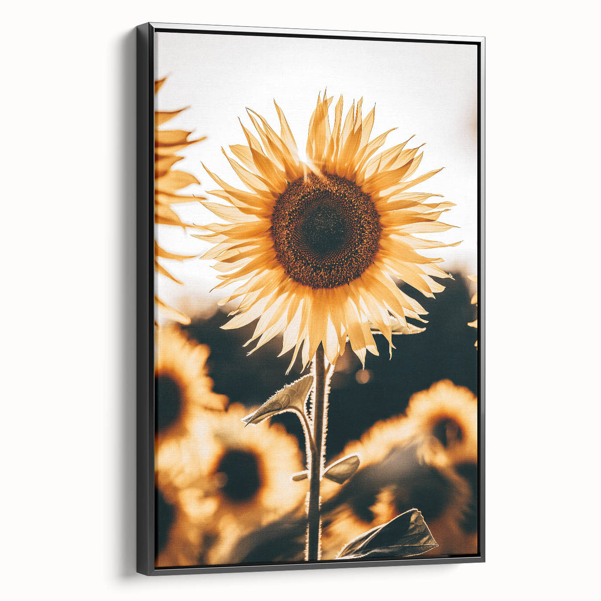 Farmhouse Wall Art Sunflower in Sunlight | Rustic Country Decor