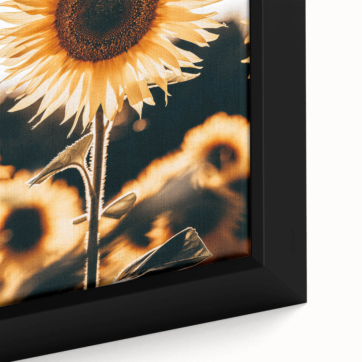 Farmhouse Wall Art Sunflower in Sunlight | Rustic Country Decor