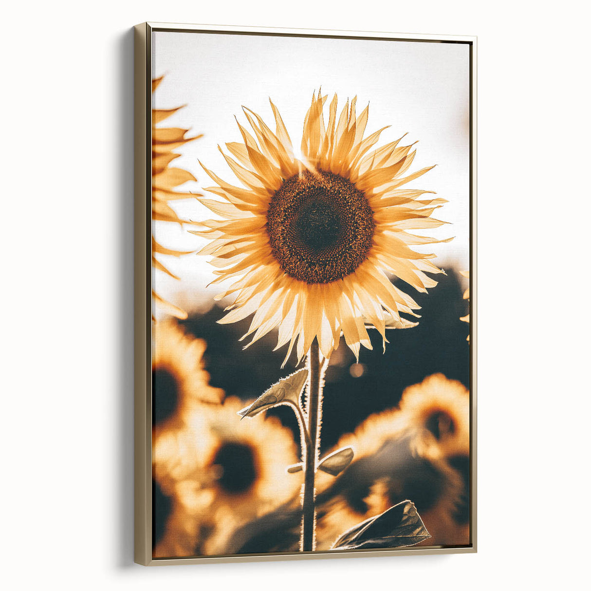 Farmhouse Wall Art Sunflower in Sunlight | Rustic Country Decor