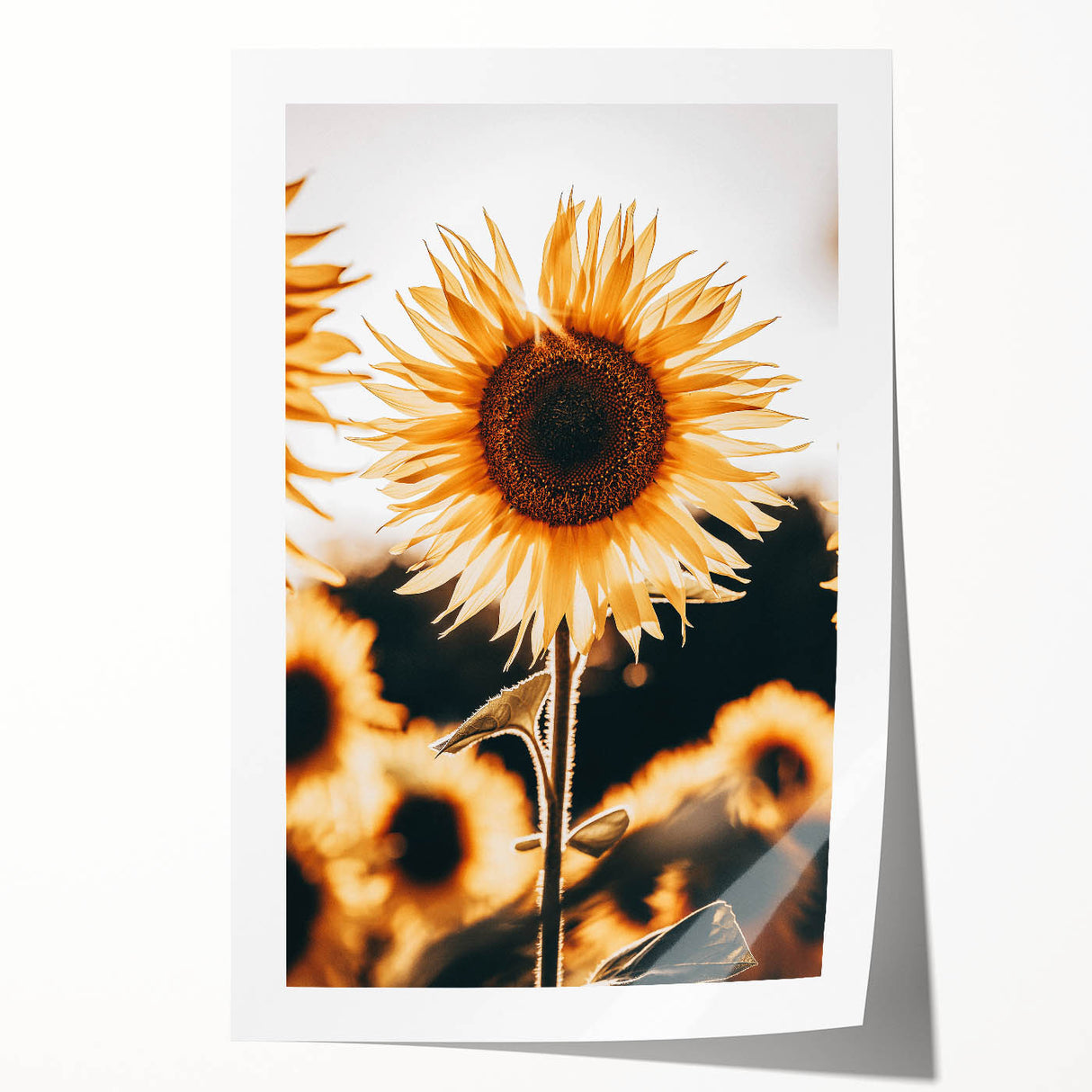 Farmhouse Wall Art Sunflower in Sunlight | Rustic Country Decor