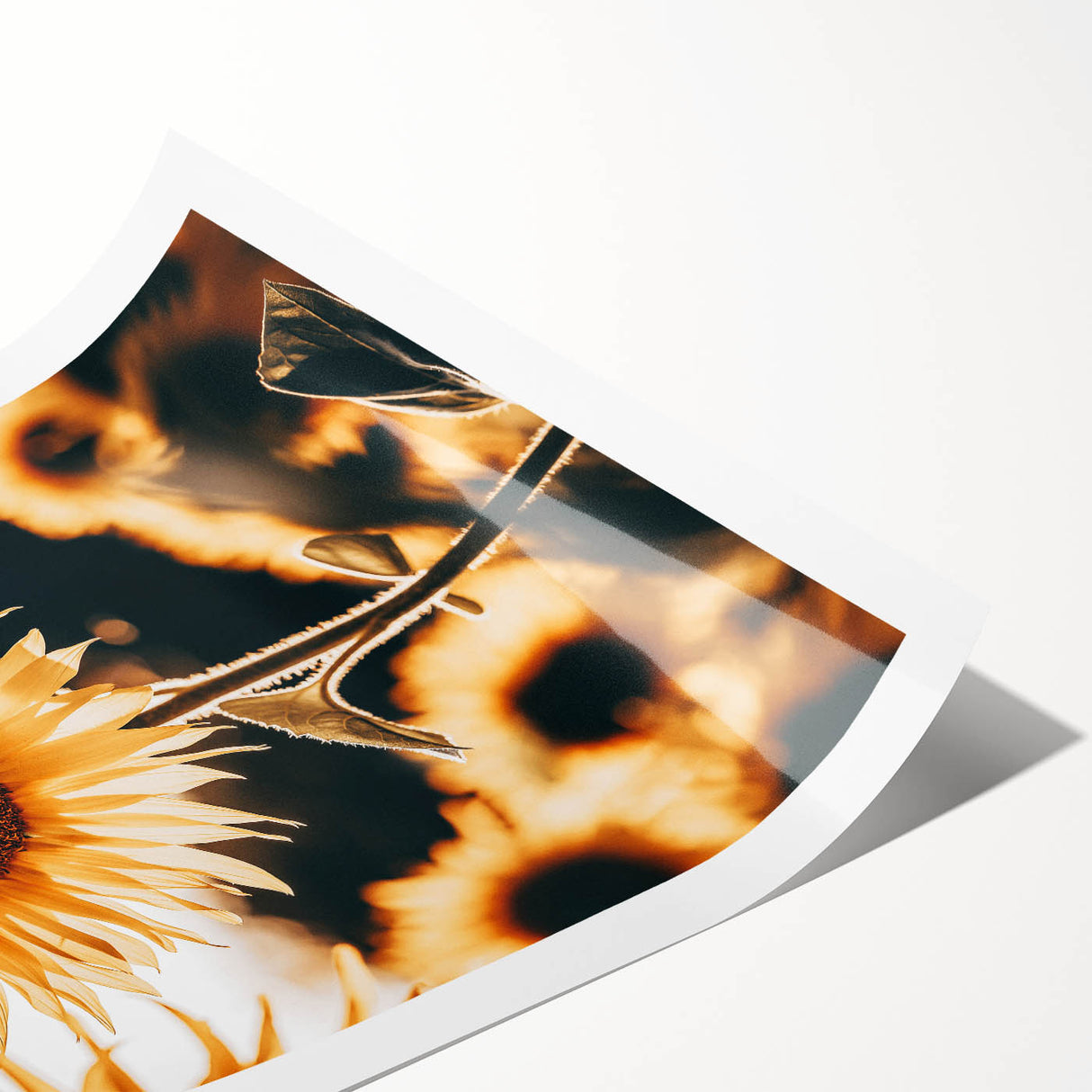 Farmhouse Wall Art Sunflower in Sunlight | Rustic Country Decor