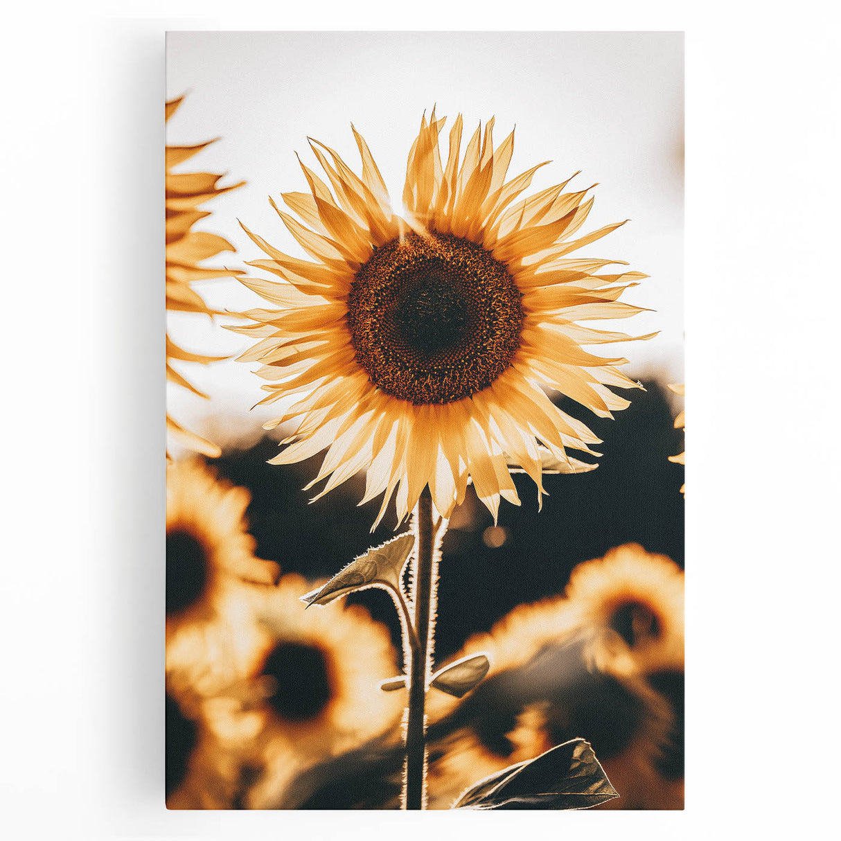Farmhouse Wall Art Sunflower in Sunlight | Rustic Country Decor