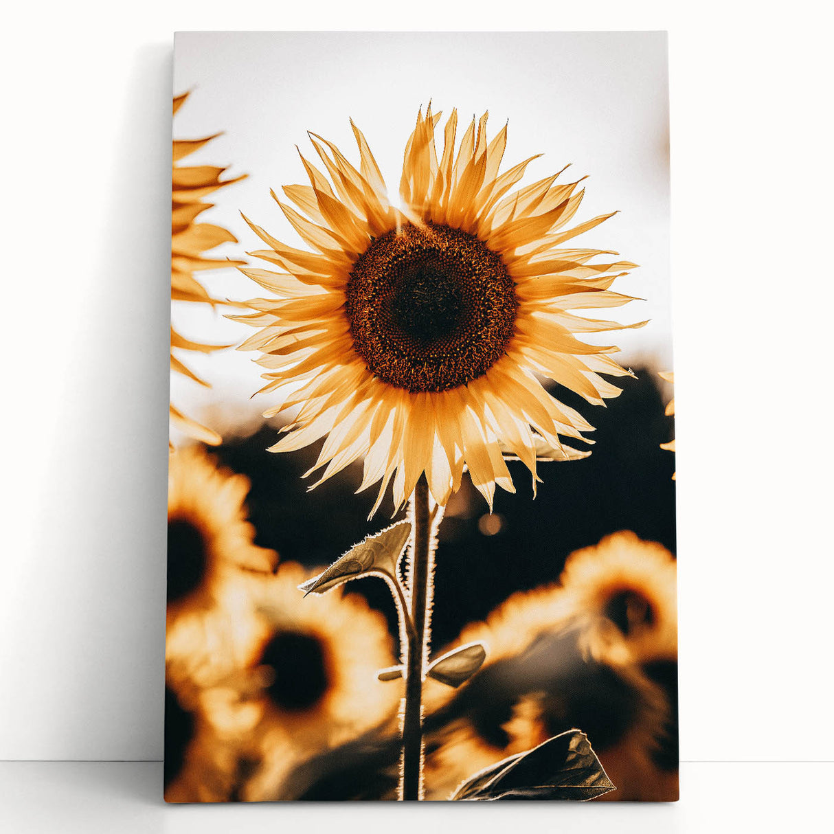 Farmhouse Wall Art Sunflower in Sunlight | Rustic Country Decor