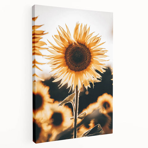 Farmhouse Wall Art Sunflower in Sunlight | Rustic Country Decor