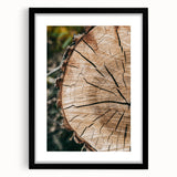 Rustic Farmhouse Wall Art – Tree Cross-Section for Natural Decor