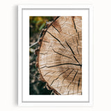 Rustic Farmhouse Wall Art – Tree Cross-Section for Natural Decor