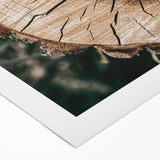 Rustic Farmhouse Wall Art – Tree Cross-Section for Natural Decor