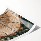 Rustic Farmhouse Wall Art – Tree Cross-Section for Natural Decor