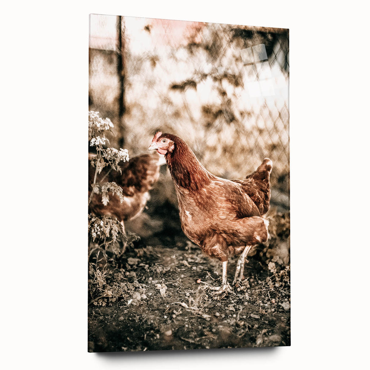 Farmhouse Wall Art – Rustic Chicken Scene for Country Style Decor