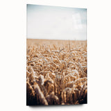Farmhouse Wall Art Wheat Field Print | Rustic Country Harvest Decor