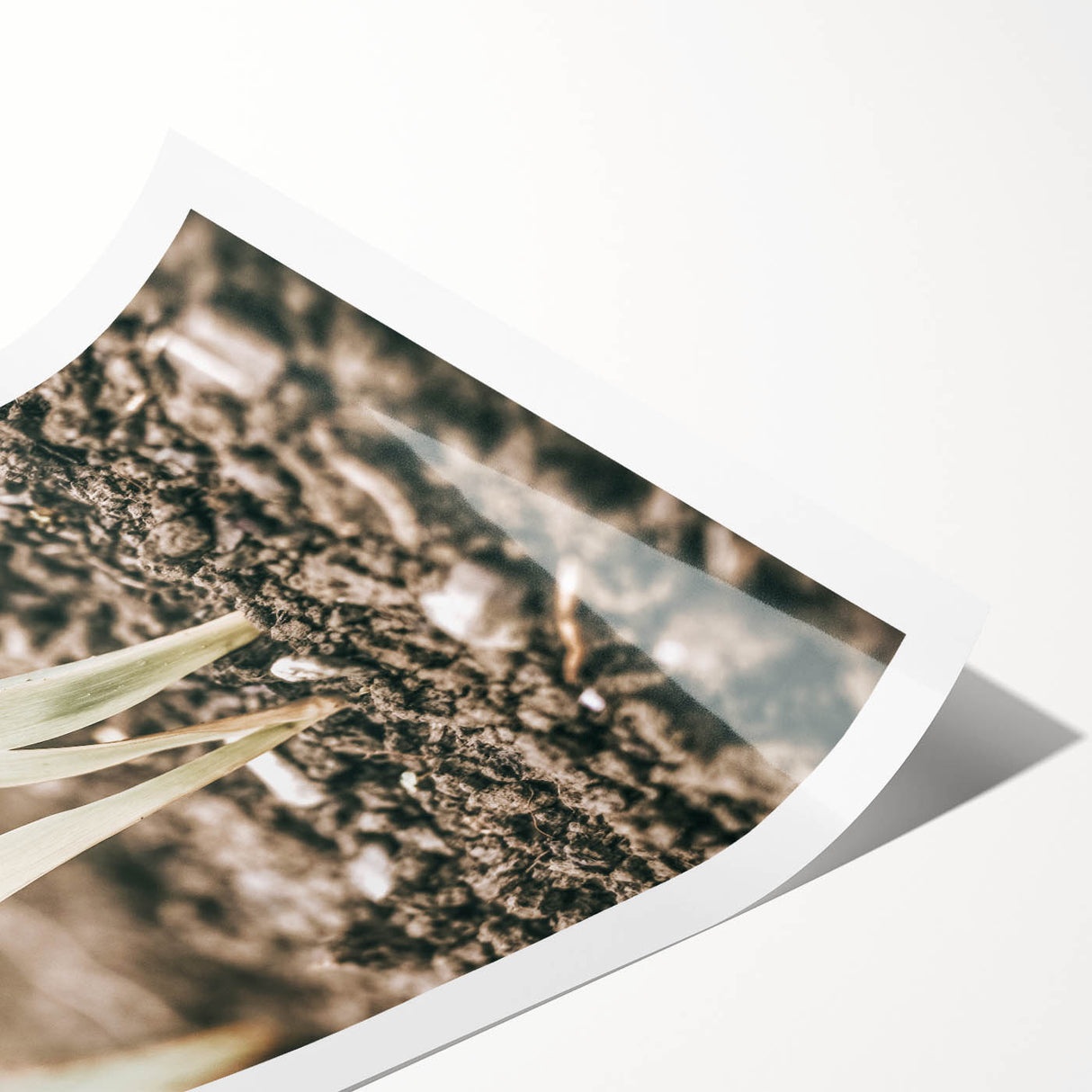 Farmhouse Wall Art: Rustic Country Charm with New Growth, Vintage Style