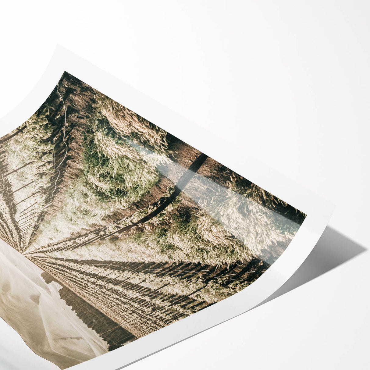 Farmhouse Wall Art: Serene Vineyard Landscape, Rustic Country Decor