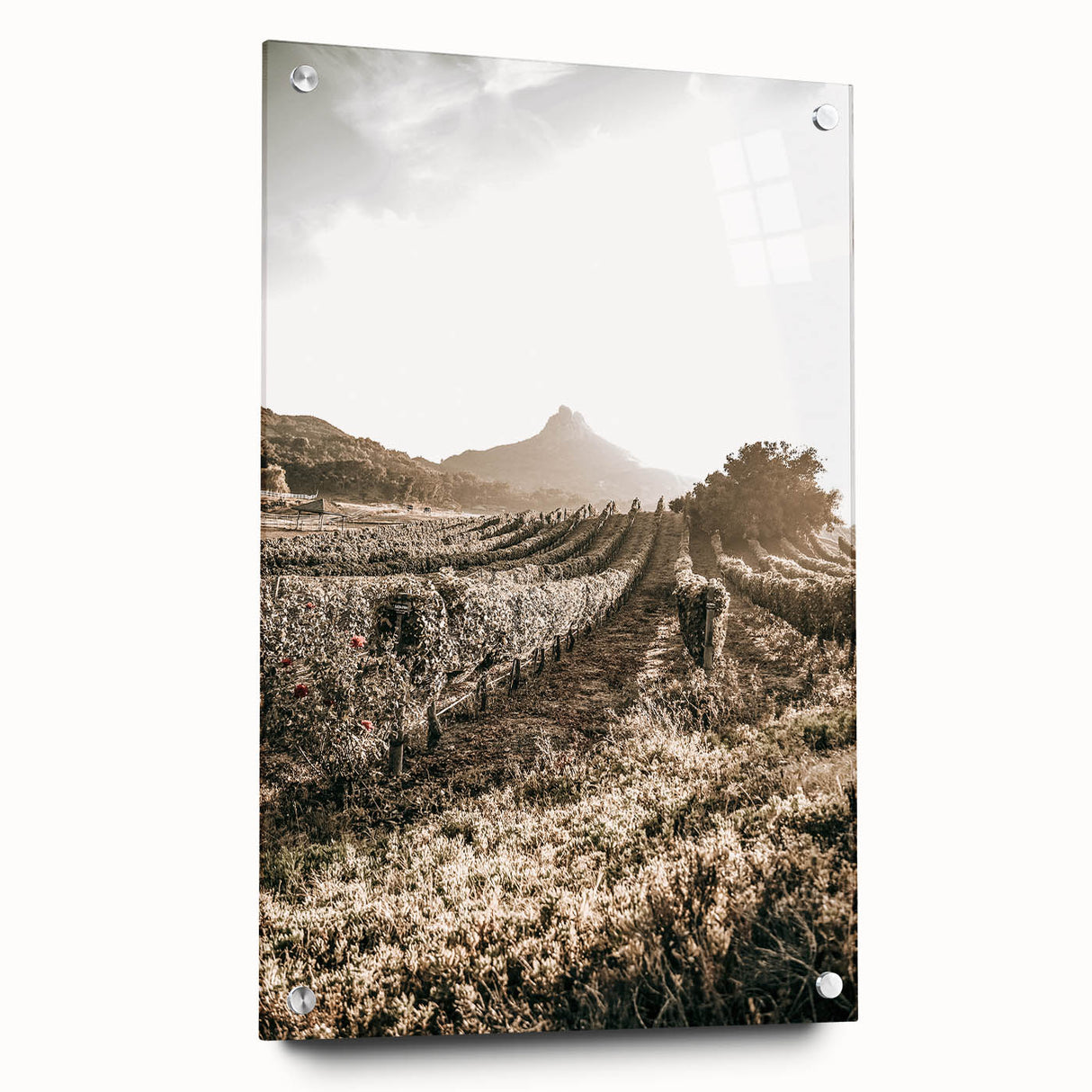 Farmhouse Wall Art: Sunlit Vineyard Rows, Rustic Country Charm Decor