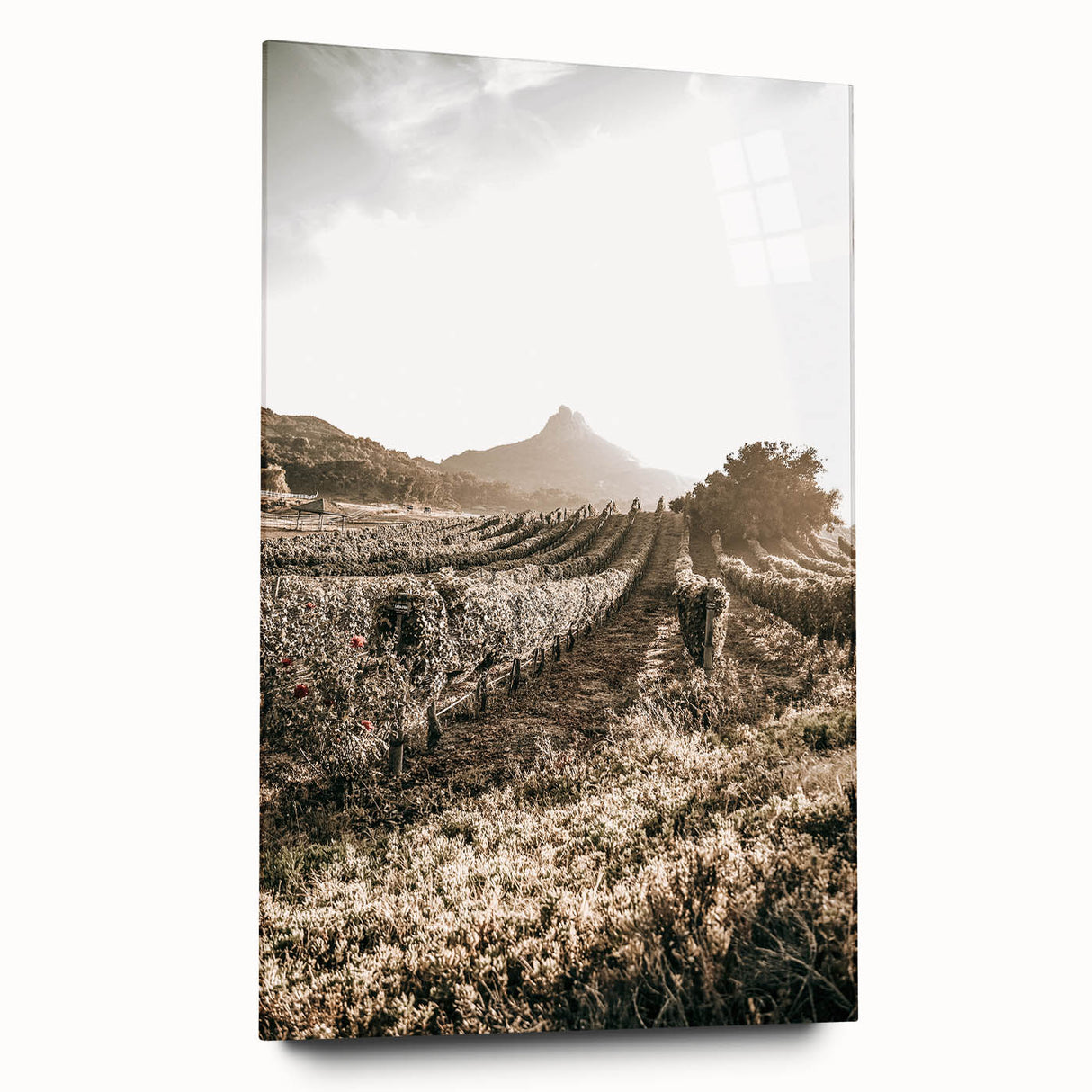 Farmhouse Wall Art: Sunlit Vineyard Rows, Rustic Country Charm Decor
