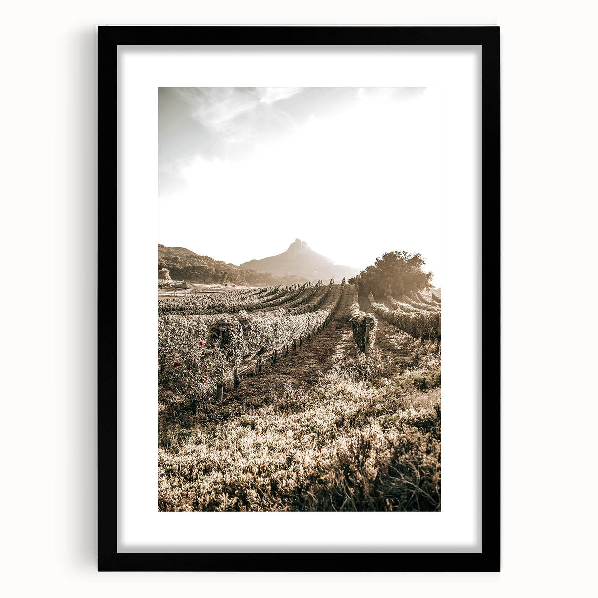 Farmhouse Wall Art: Sunlit Vineyard Rows, Rustic Country Charm Decor