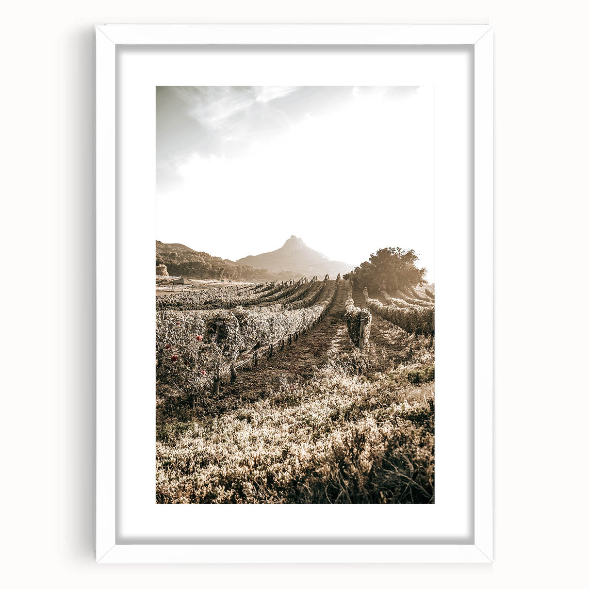 Farmhouse Wall Art: Sunlit Vineyard Rows, Rustic Country Charm Decor
