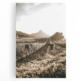 Farmhouse Wall Art: Sunlit Vineyard Rows, Rustic Country Charm Decor