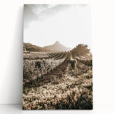 Farmhouse Wall Art: Sunlit Vineyard Rows, Rustic Country Charm Decor
