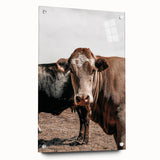 Farmhouse Wall Art: Rustic Cow Portrait, Country Livestock Decor