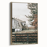 Farmhouse Wall Art: Weathered Barn and Autumn Tree, Rustic Country Decor