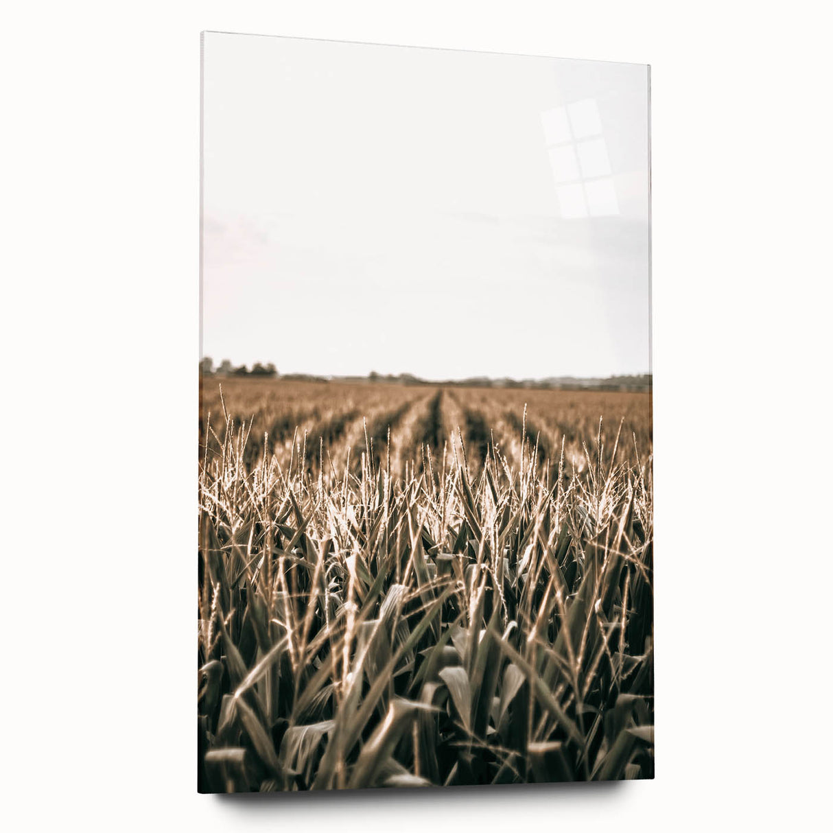 Farmhouse Wall Art: Golden Crops in the Field, Rustic Country Decor
