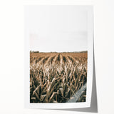 Farmhouse Wall Art: Golden Crops in the Field, Rustic Country Decor
