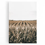 Farmhouse Wall Art: Golden Crops in the Field, Rustic Country Decor