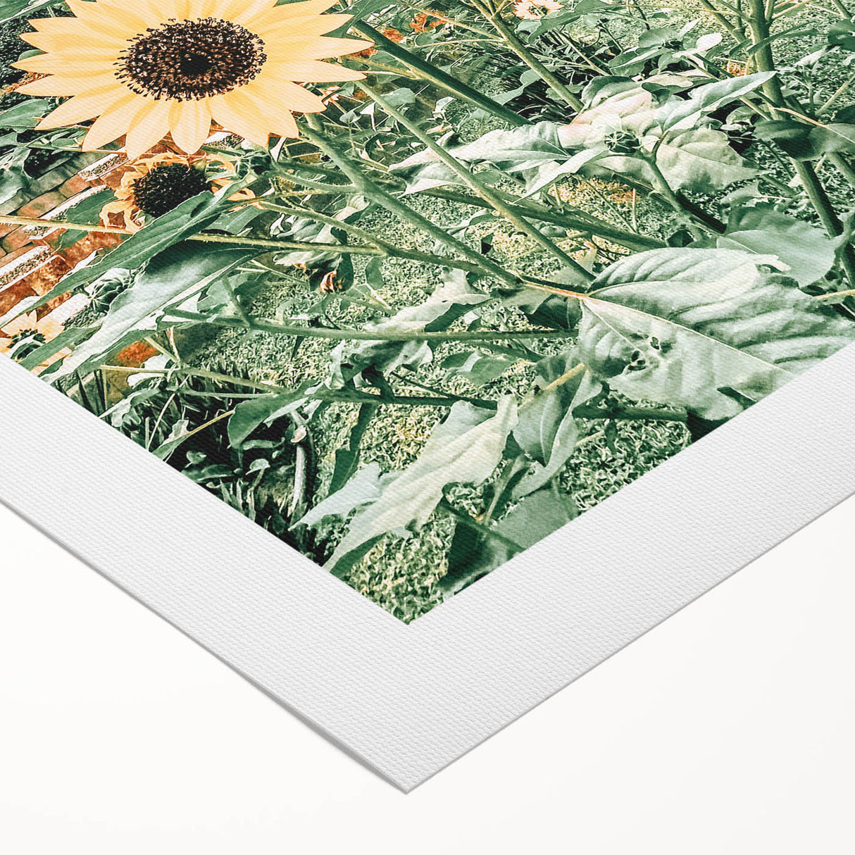 Farmhouse Wall Art: Bright Sunflowers in Bloom, Rustic Country Decor