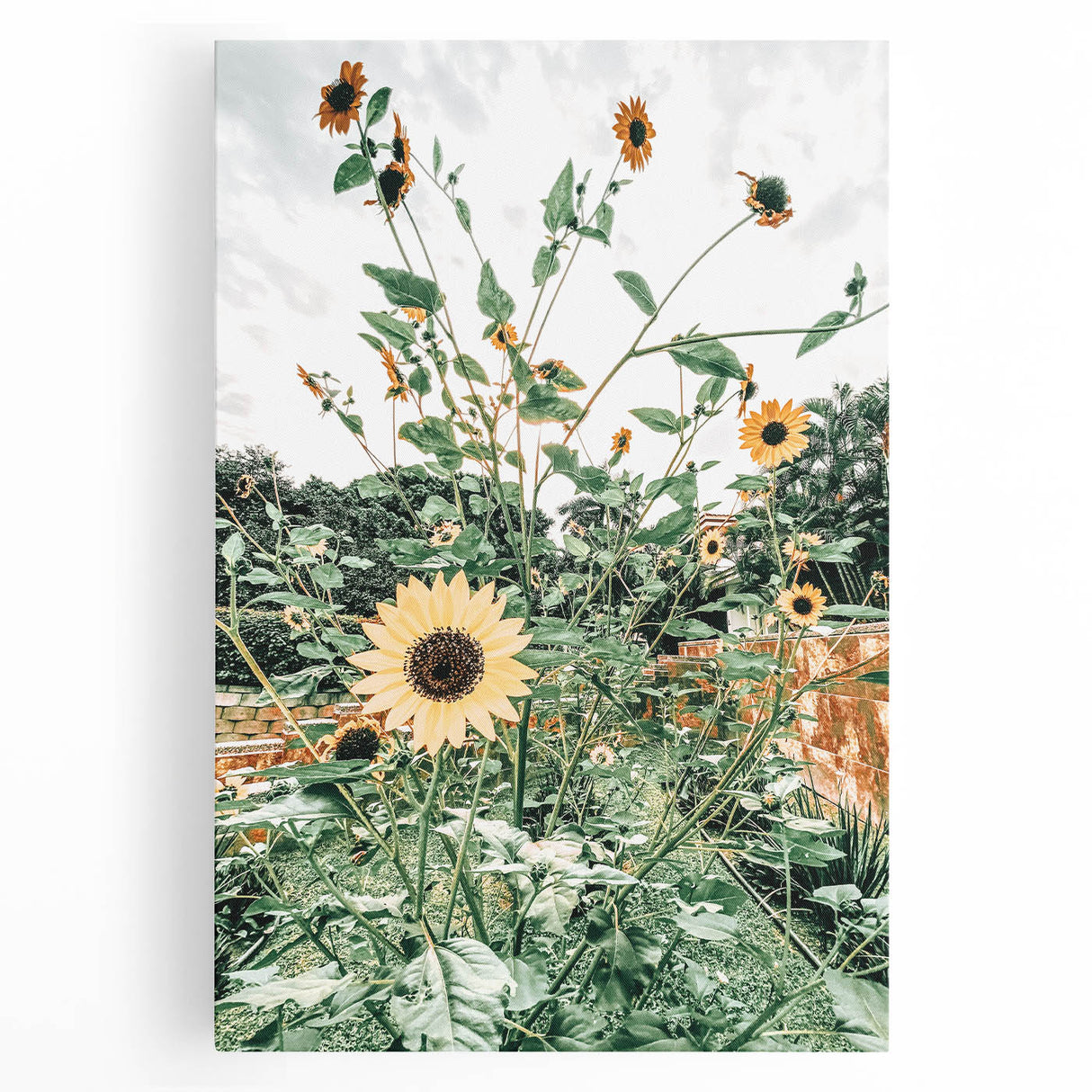 Farmhouse Wall Art: Bright Sunflowers in Bloom, Rustic Country Decor
