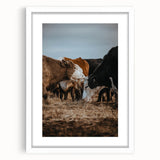 Country Style Farmhouse Wall Art | Cattle Print | Rustic Farmhouse Decor