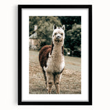 Farmhouse Alpaca Wall Art – Rustic Country Style Animal Decor
