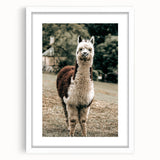 Farmhouse Alpaca Wall Art – Rustic Country Style Animal Decor