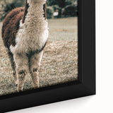Farmhouse Alpaca Wall Art – Rustic Country Style Animal Decor