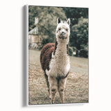 Farmhouse Alpaca Wall Art – Rustic Country Style Animal Decor