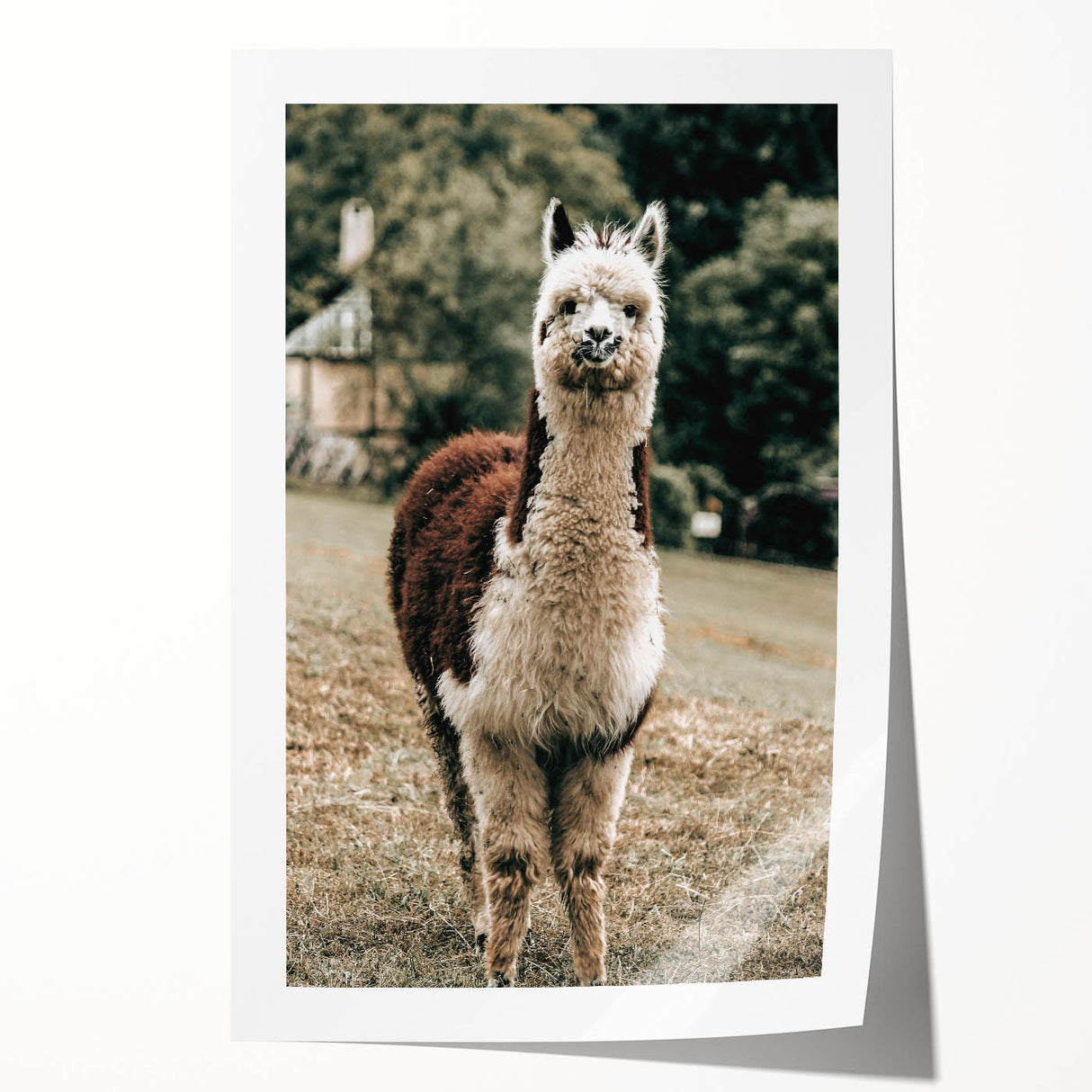 Farmhouse Alpaca Wall Art – Rustic Country Style Animal Decor