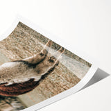 Farmhouse Alpaca Wall Art – Rustic Country Style Animal Decor