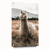 Farmhouse Alpaca in Field Art – Rustic Country Style Wall Decor