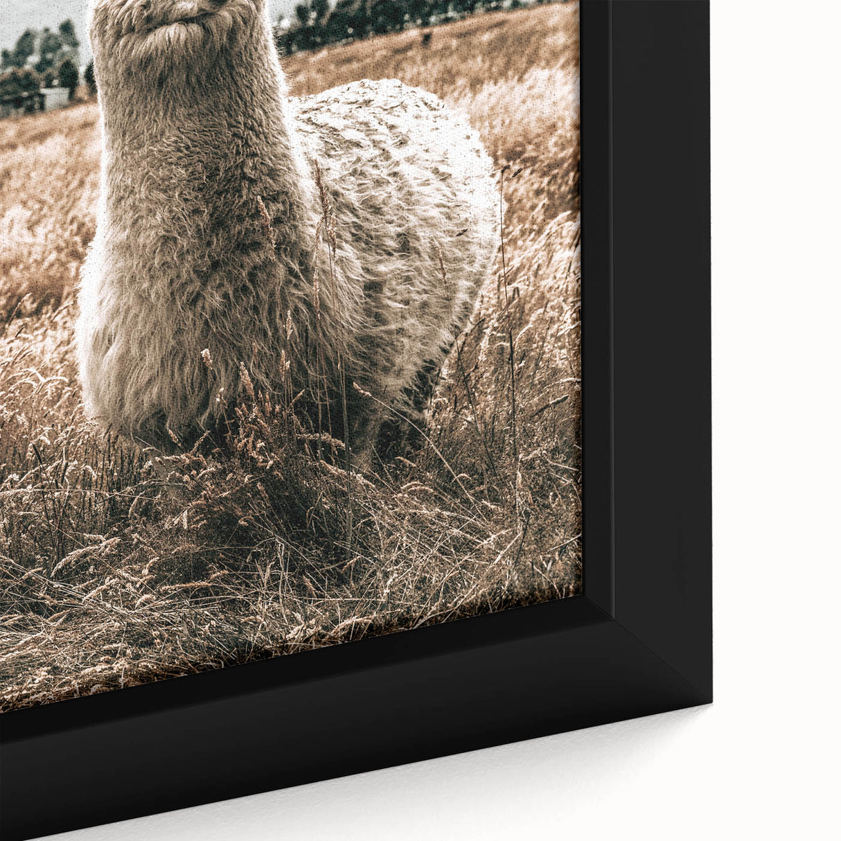 Farmhouse Alpaca in Field Art – Rustic Country Style Wall Decor