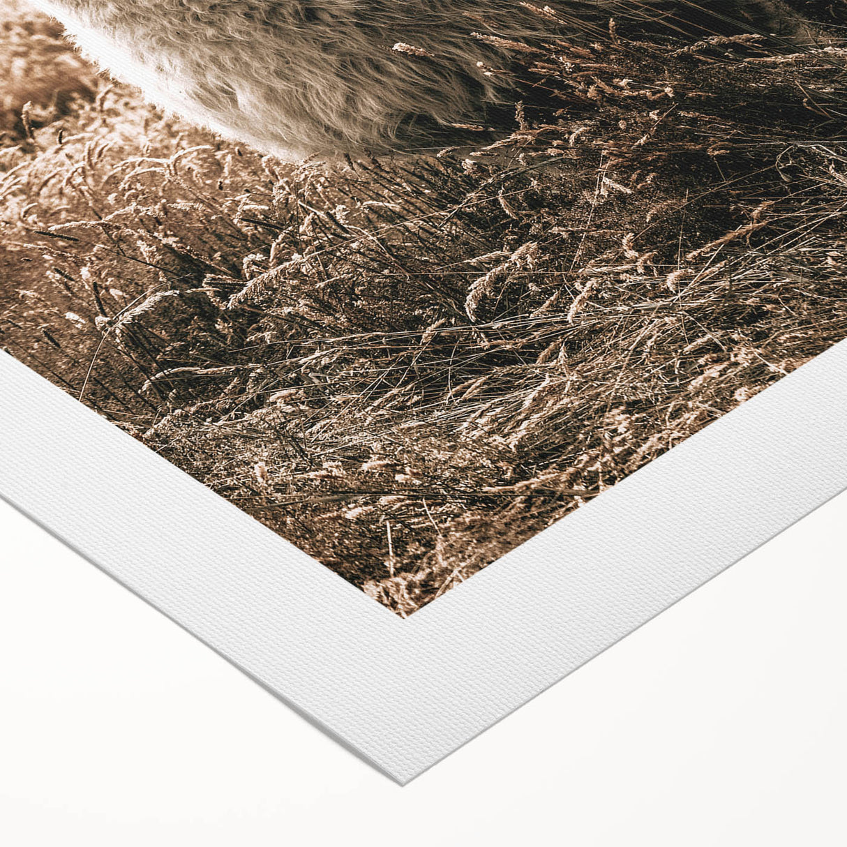 Farmhouse Alpaca in Field Art – Rustic Country Style Wall Decor