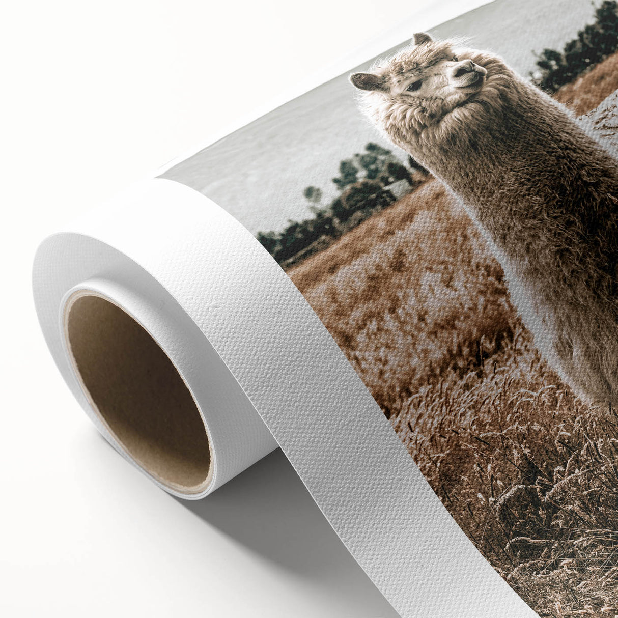 Farmhouse Alpaca in Field Art – Rustic Country Style Wall Decor