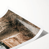 Farmhouse Alpaca in Field Art – Rustic Country Style Wall Decor